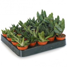 Aloe Vera Mixed House Plants X 20