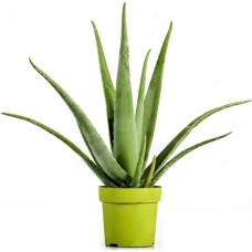 Aloe Vera Barbadensis