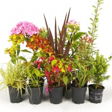 10 x Mixed Shrubs