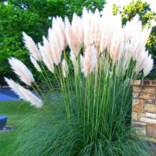 White Alba Cortaderia Selloana Pampas Grass Pumila Tall Feathery Decorative