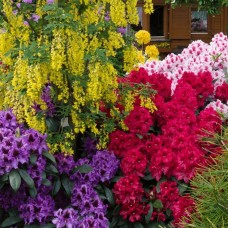 3 x Mixed Rhododendrons Bushy Shrubs Colourful Potted Garden