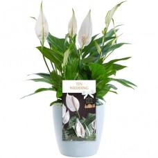 Tin Wedding Peace Lily - 10Th Wedding Anniversary Gift
