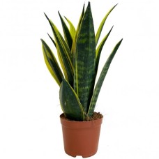 Sansevieria Golden Flame - Snake Plant