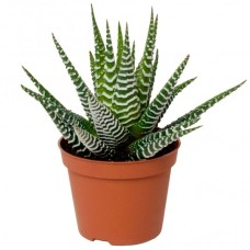 Haworthia Big Band - Zebra Plant