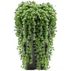 Senecio Rowleyanus - 20-30cm (Incl. Pot)