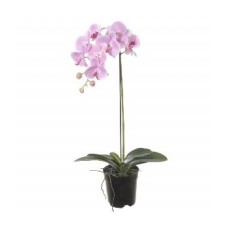 1 Pink Orchid (Standard)