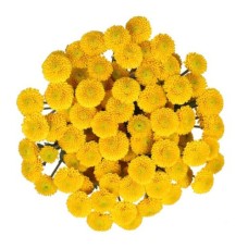 Bouquet Of Flowers 5 Yellow Shabo Сhrysanthemums