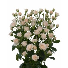 Round Bouquet Of 5 White Majolika Spray Roses