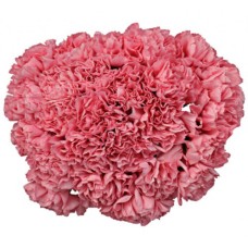 Bouquet Of 15 Pink Carnations Bene