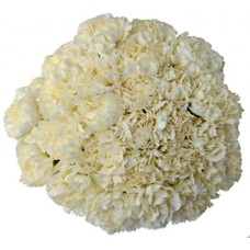Bouquet Of 15 White Carnations Crema Gioele