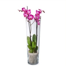Pink orchid in vase