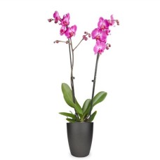 Pink Butterfly Orchid