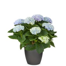 Magical Hydrangea blue