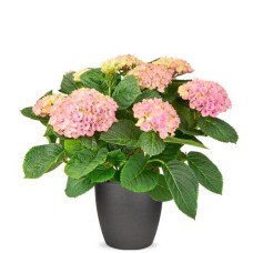Magical Hydrangea pink