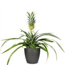 Pineapple plant