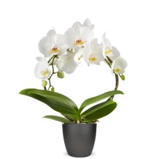 Orchid circle