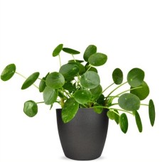 Pancake plant | Pilea peperomioides