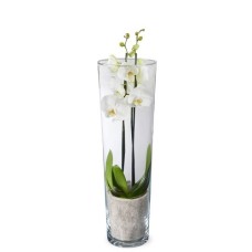 White orchid in vase