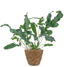 Blue fern | Phlebodium Blue Star (S)