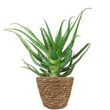 Aloe arborescens | Succulent plant