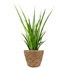 Woman's tongue | Sansevieria Kirkii Friends