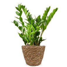 Zamioculcas