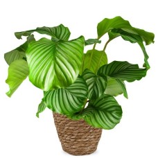 Calathea Orbifolia 60cm