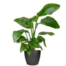 Strelitzia nicolai 60cm