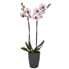 Purple spotted orchid