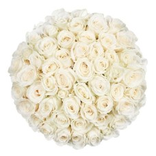 50 Premium white Roses