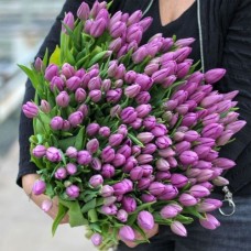 Large bunch of purple tulips XL (Small)