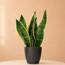 Sanseveria Futura Superba