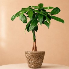 Money tree | Pachira Aquatica 50cm