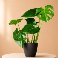 Monstera delicioca 50cm