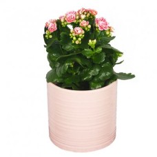Send Flowering Plant Florist Choices Blombud