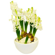 White multihyacinth