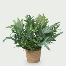 Phlebodium