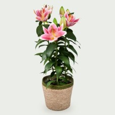 Lily