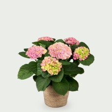 Hydrangea