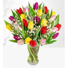 Tulip Supreme (Standard)