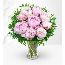 Peonies Delight (Standard)