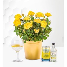 Roses and Gin