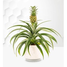 Pineapple Plant