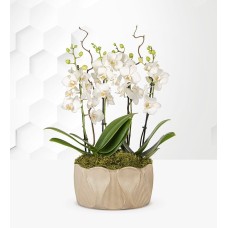 The Elegant Luxury Orchid