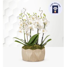 Dad's Elegant Luxury Orchid & Card