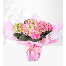 Spring Hydrangea