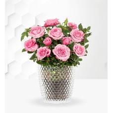 Classic Rose Plant
