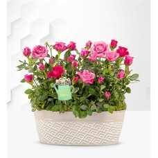 Delightful Roses