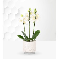Beautiful Orchid