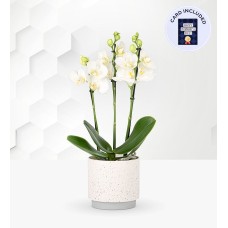 Dad's Beautiful Orchid & Card